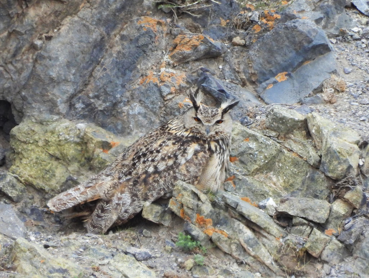 Eurasian Eagle-Owl
