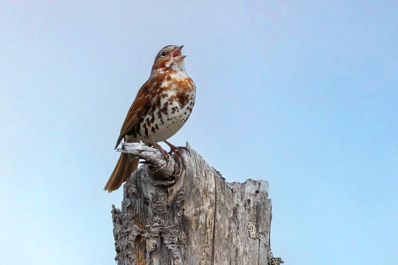 Fox Sparrow