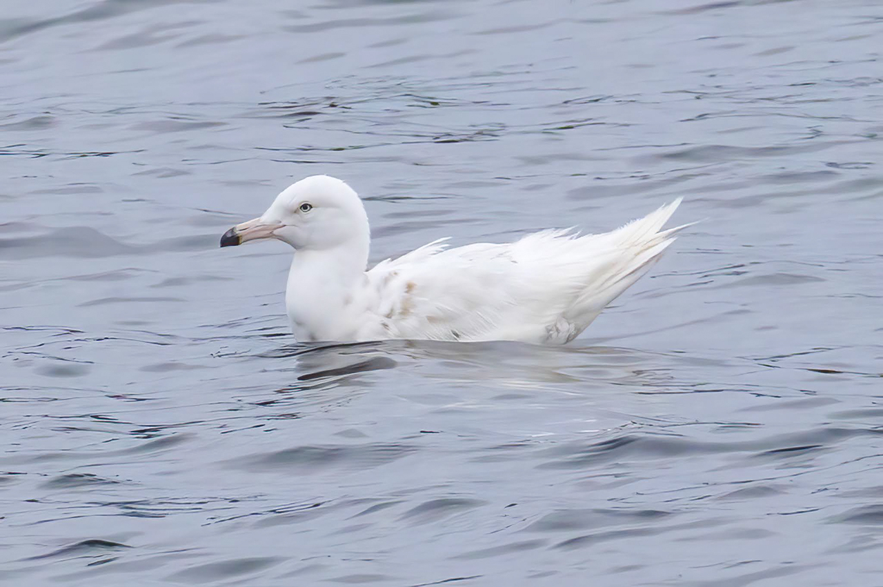 Glaucous Gull