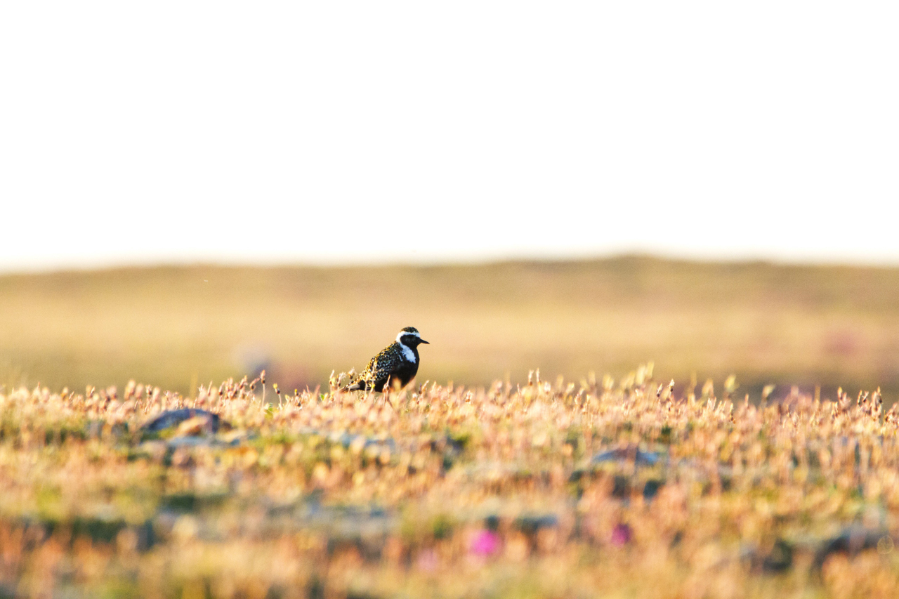 American Golden-Plover 