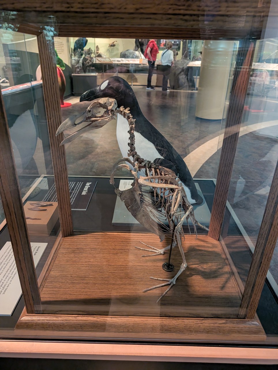 Great Auk Skeleton