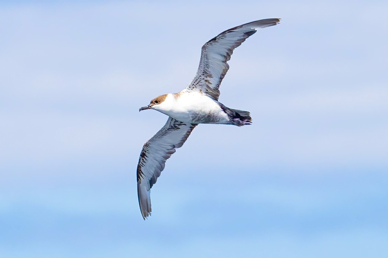 Great Shearwater