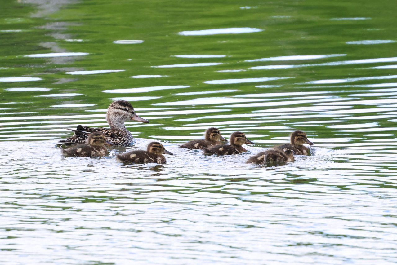 Green-winged Teal family
