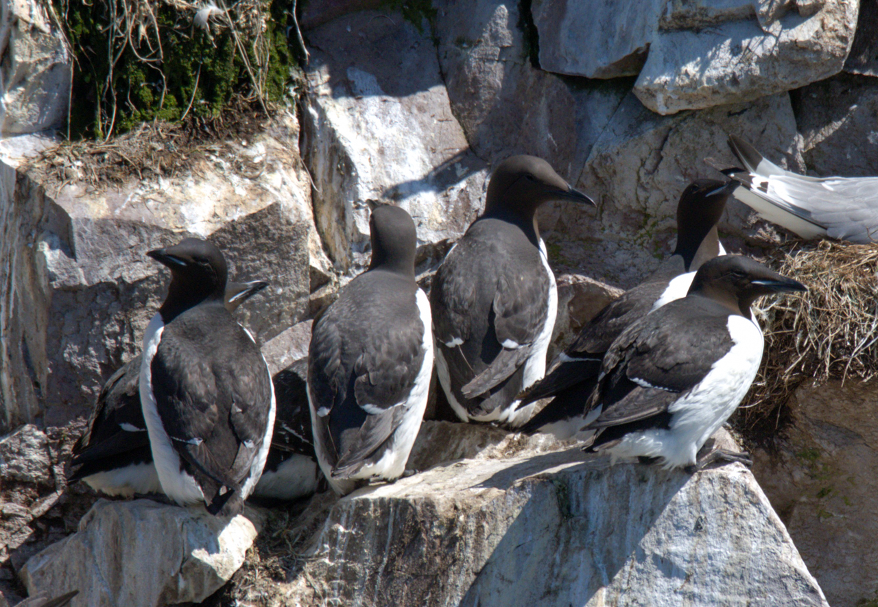 Thick-Billed Murres