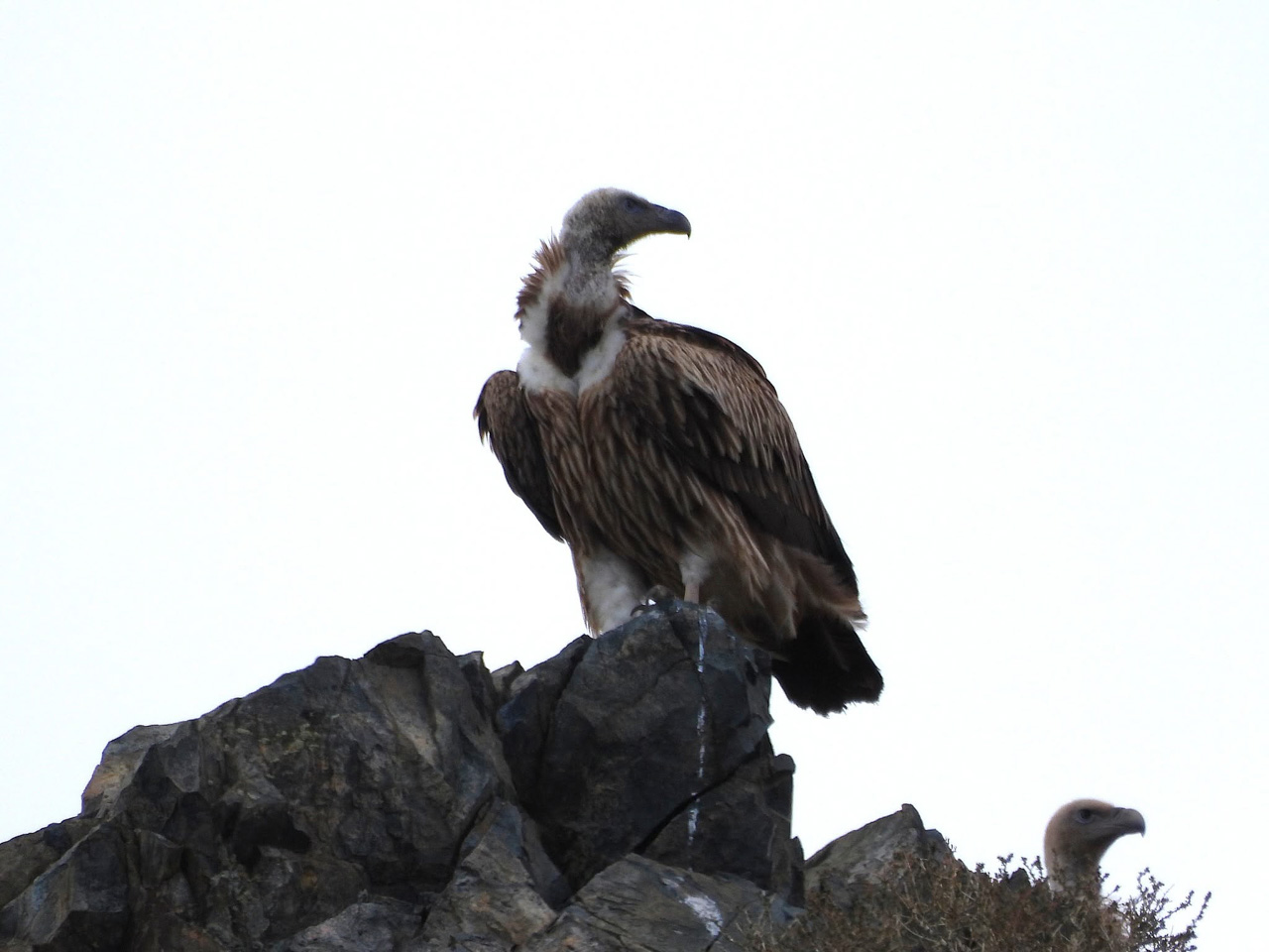 Himalayan Vultures