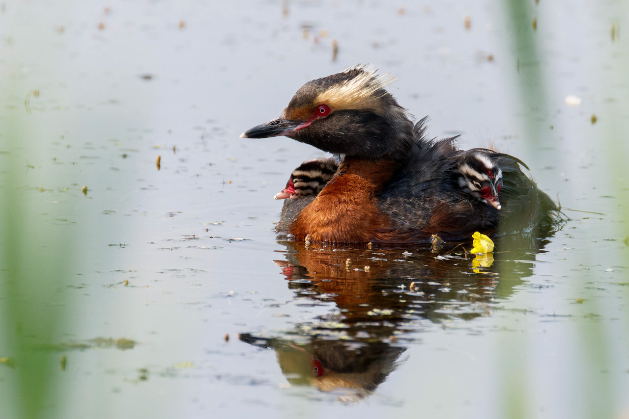 Honed Grebe