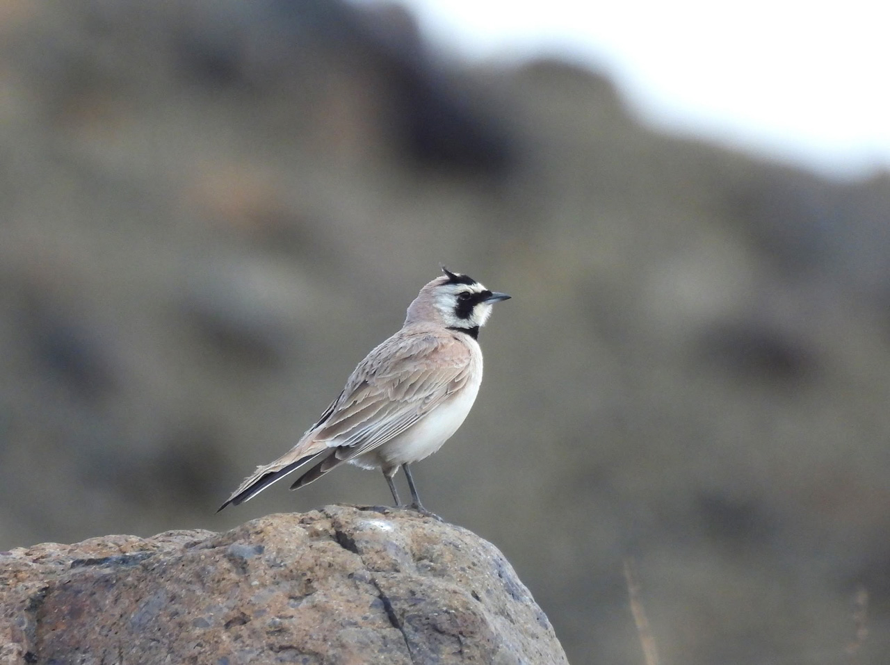 Horned Lark