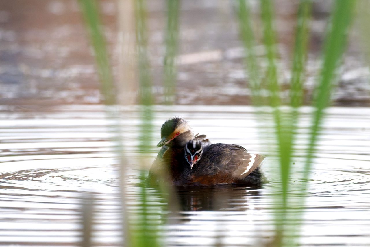 Horned Grebe