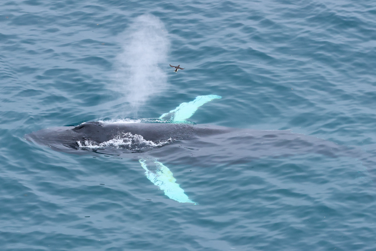 Humpback Whale