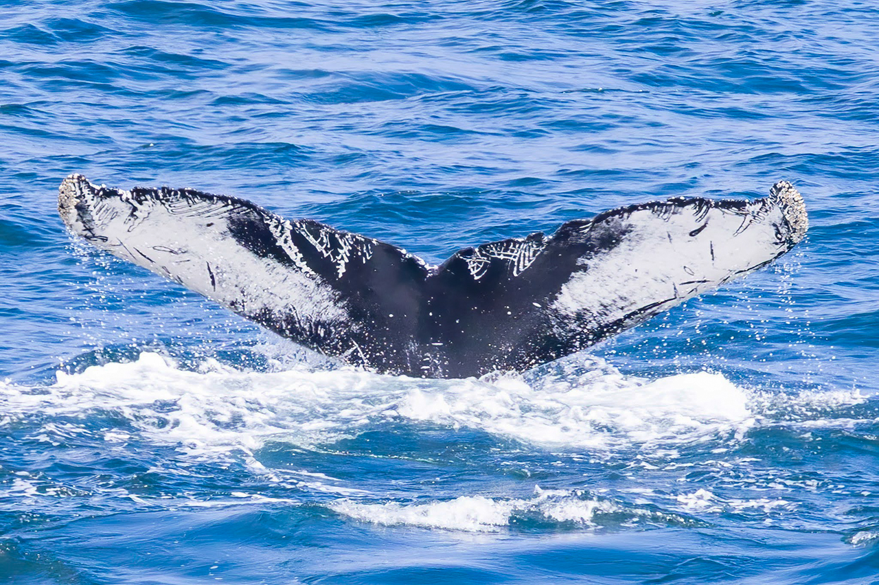 Humpback Whale Fluke