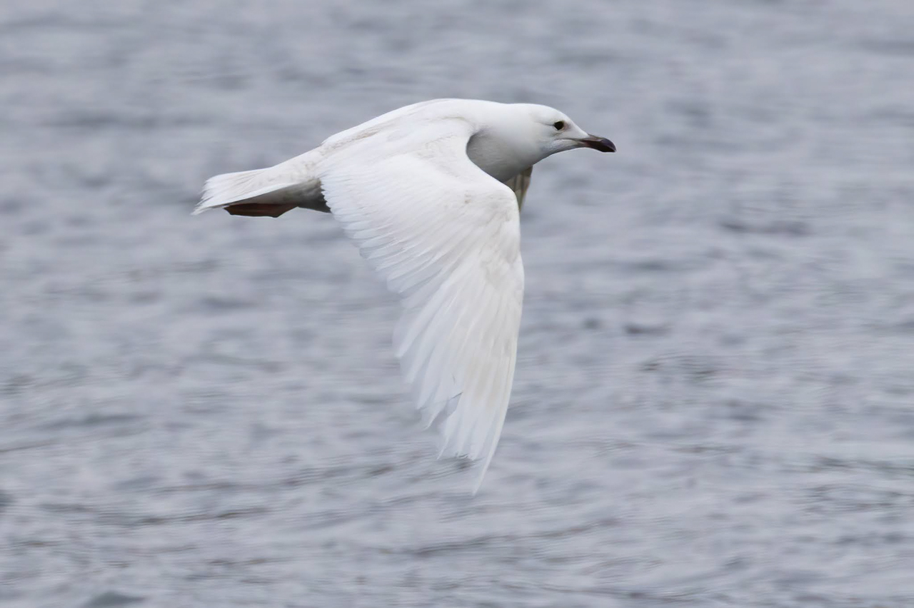 Iceland Gull