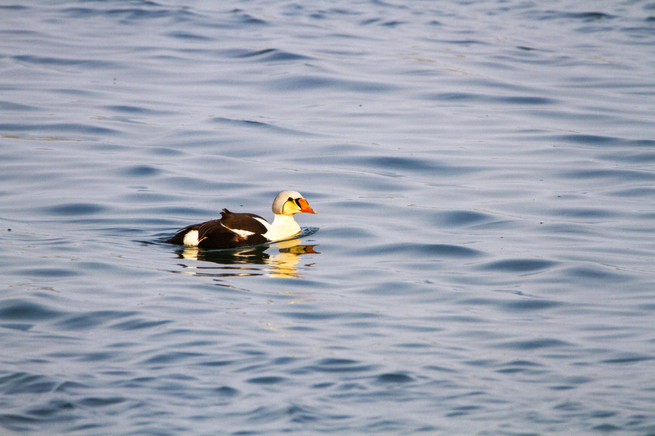 King Eider