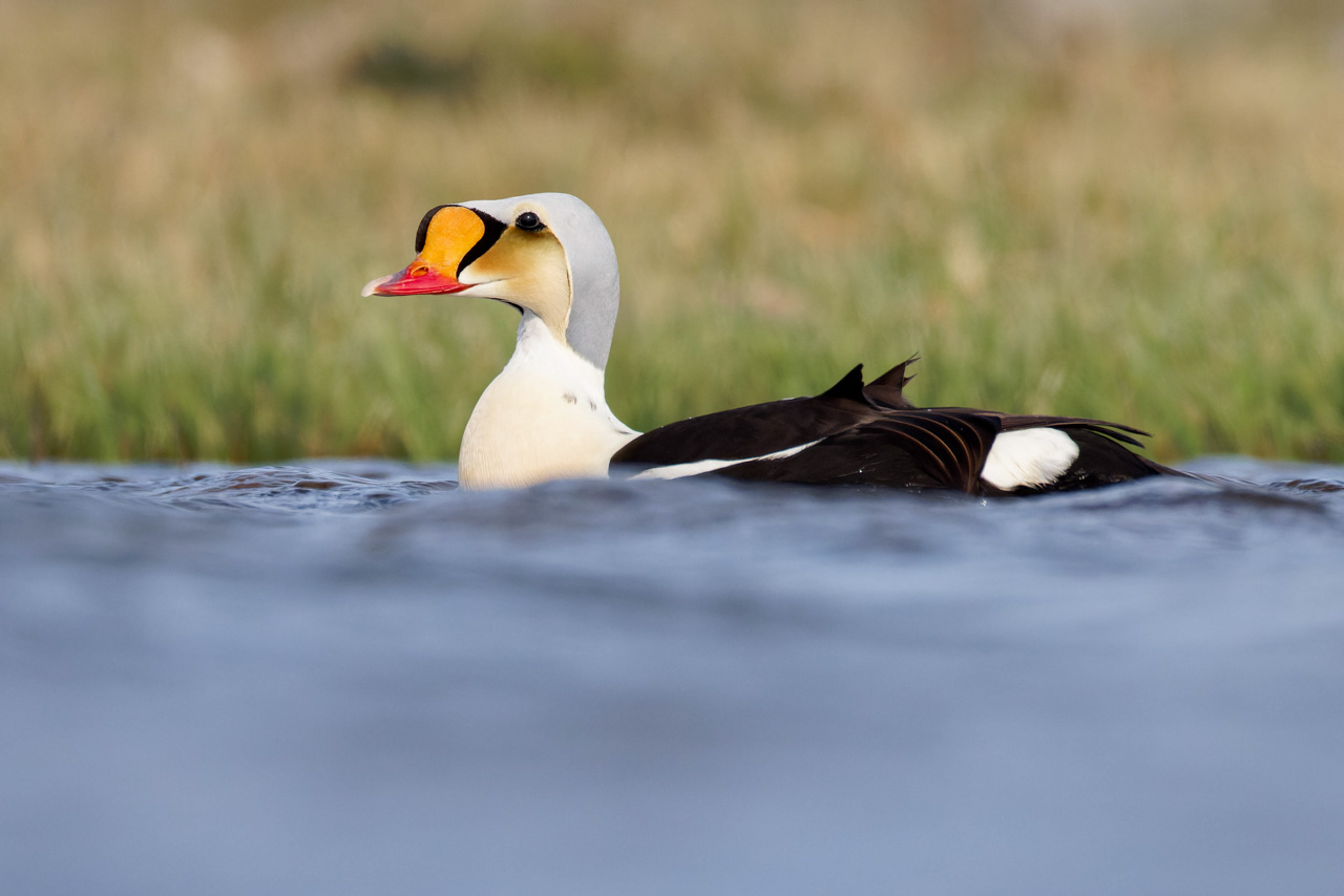 King Eider
