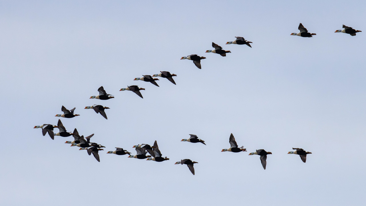 King Eiders