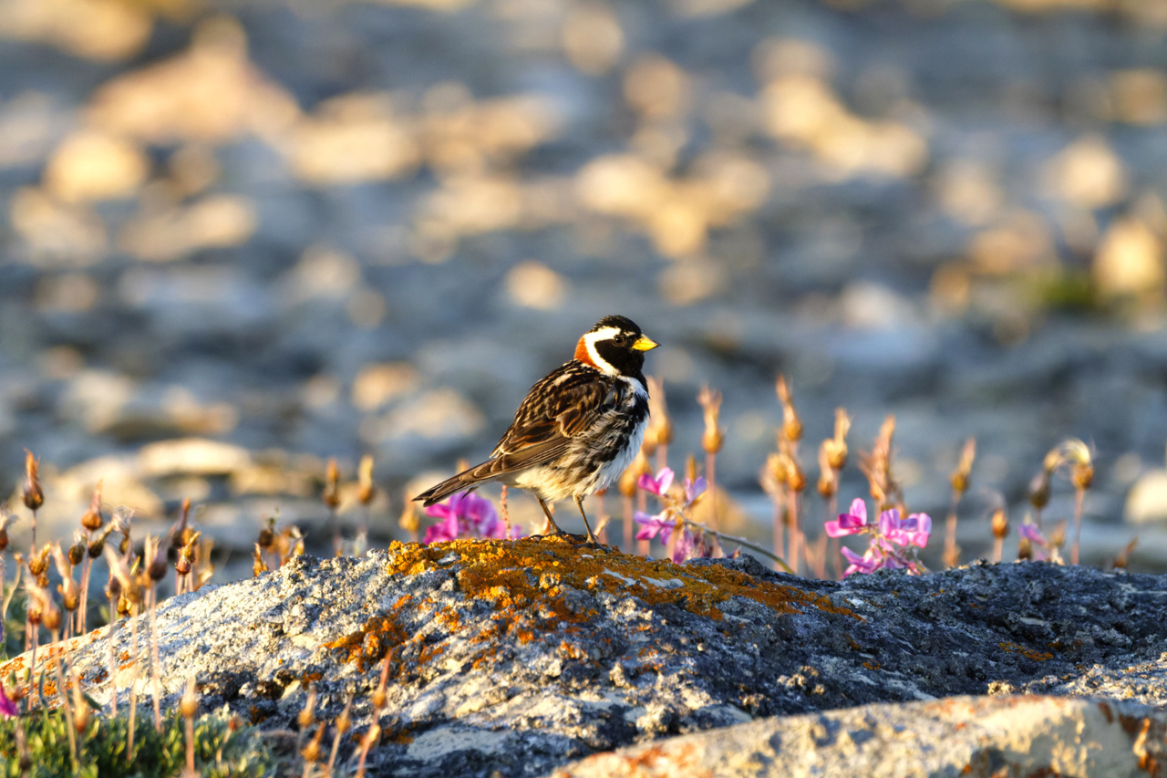 Lapland Longspur 
