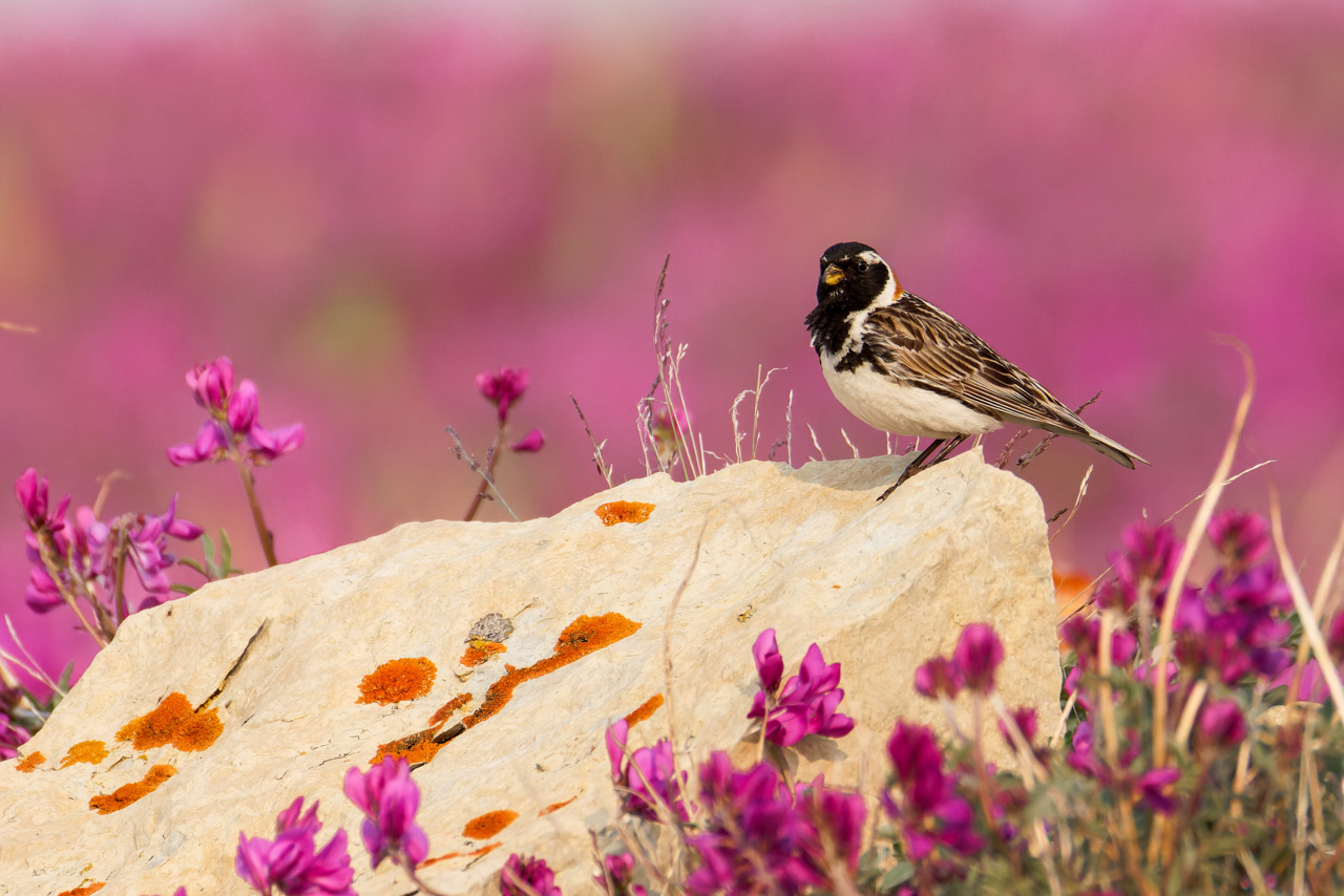 Lapland Longspur
