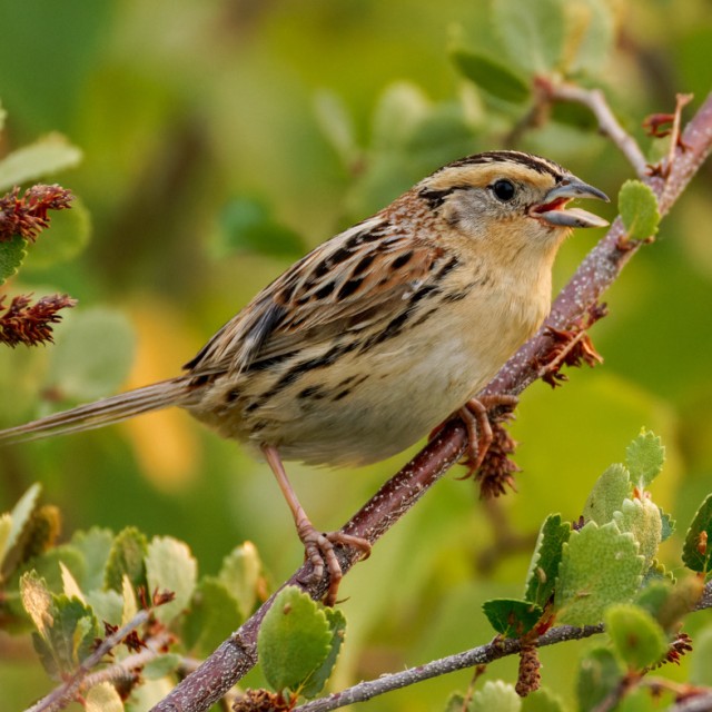 LeConte's Sparrow