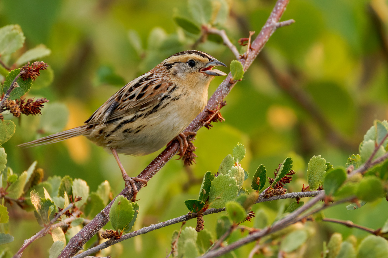 LeConte's Sparrow