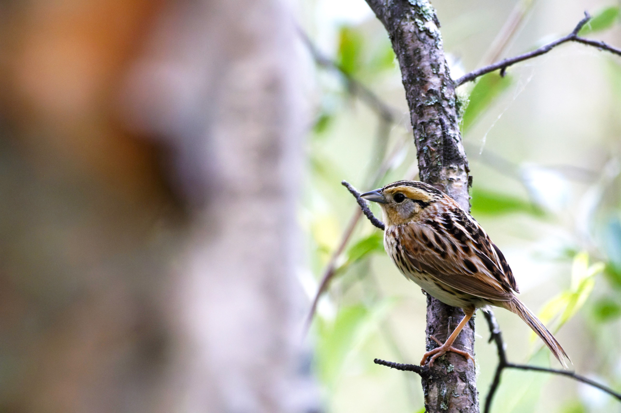 Leconte's Sparrow 