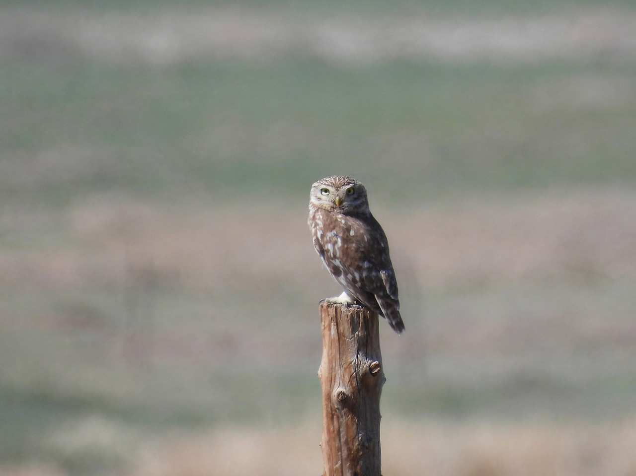 Little owl