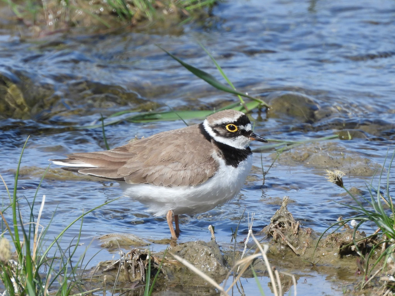 Little-ringed Plover