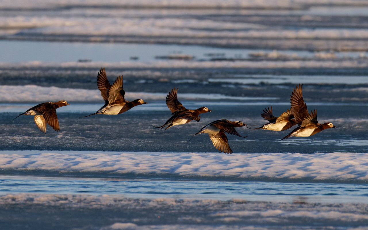 Long-tailed Ducks