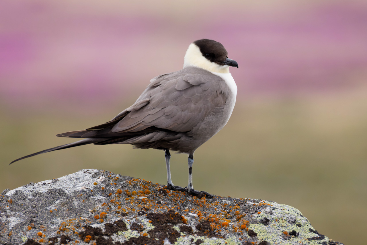 Long-tailed Jaegar