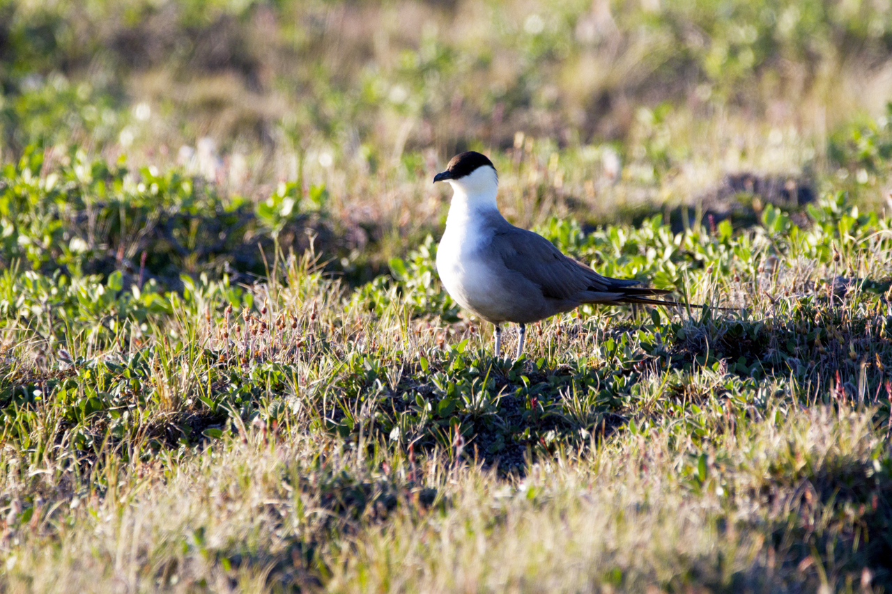 Long-tailed Jaeger