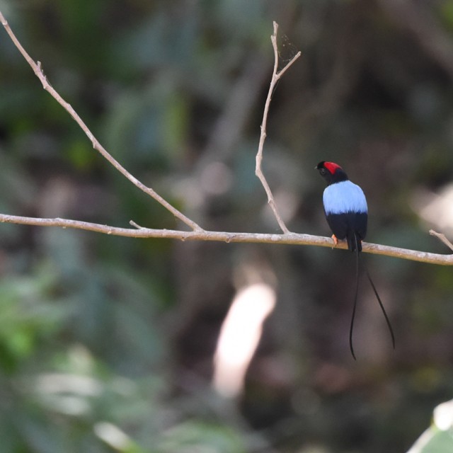 Long-tailed Manakin