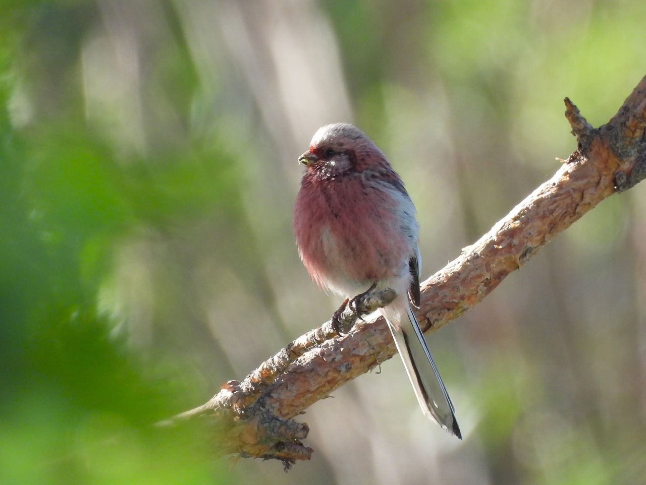 Long-tailed Rosefinch