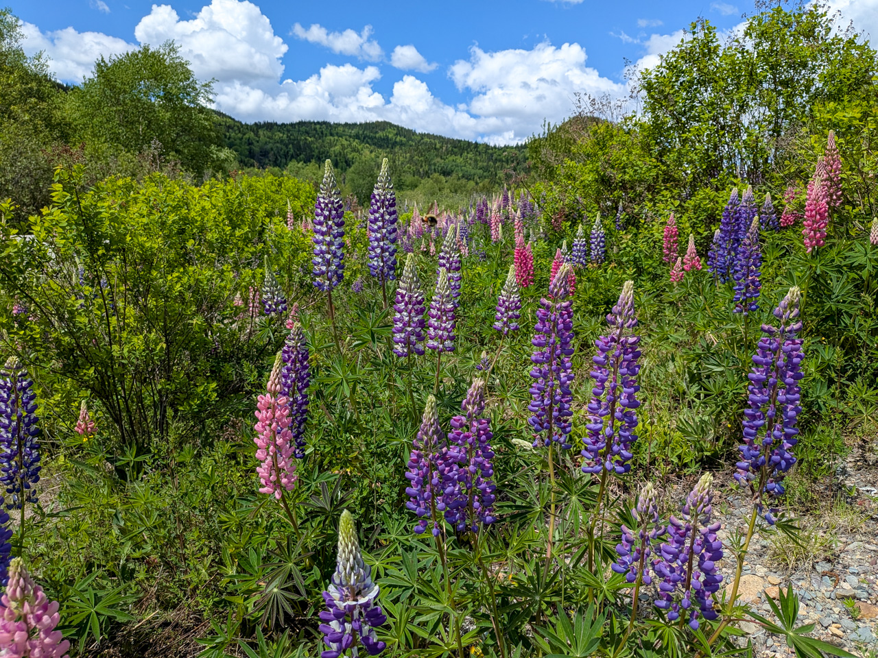 Lupine