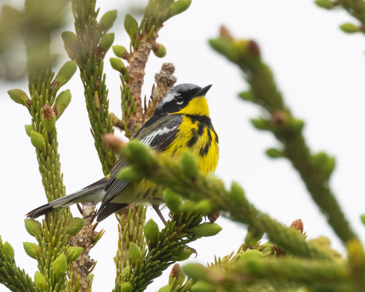 Magnolia Warbler