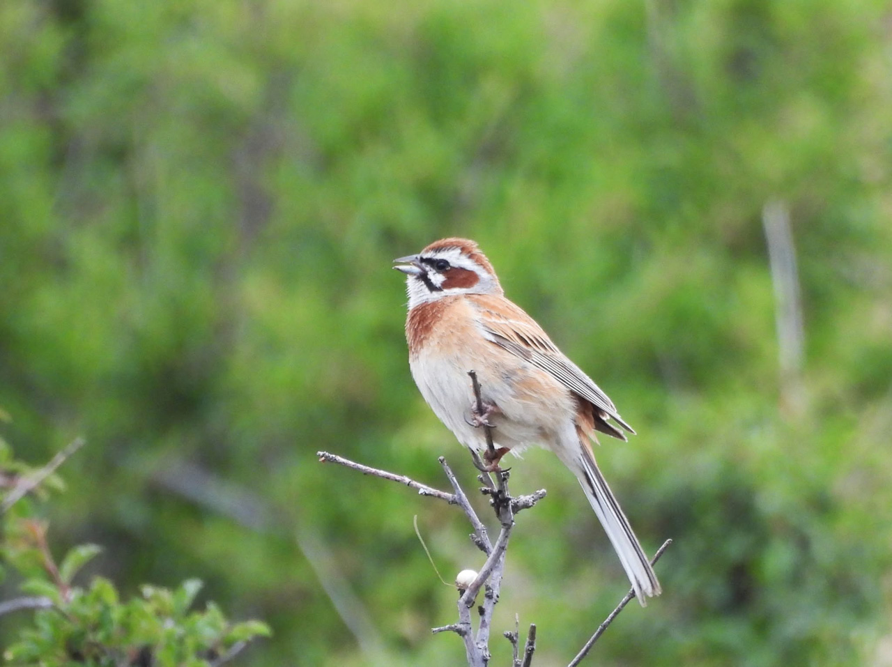 Meadow Bunting