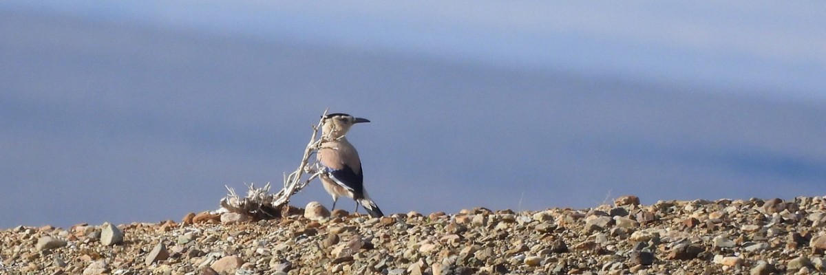 Mongolia: Snow Leopards & Birds Trip Report (May 24 – June 7, 2026)