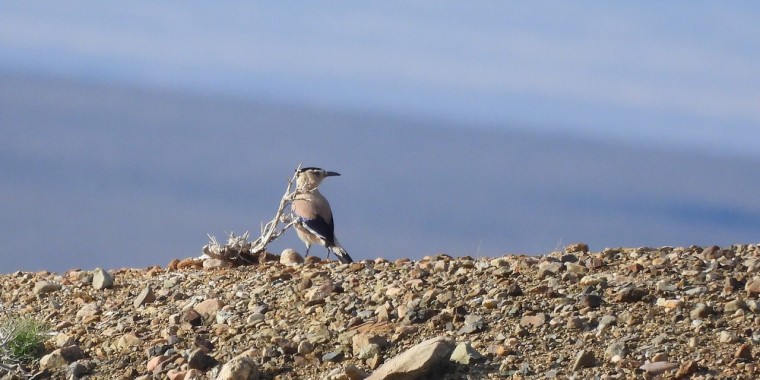 Mongolia: Snow Leopards & Birds Trip Report (May 24 – June 7, 2026)