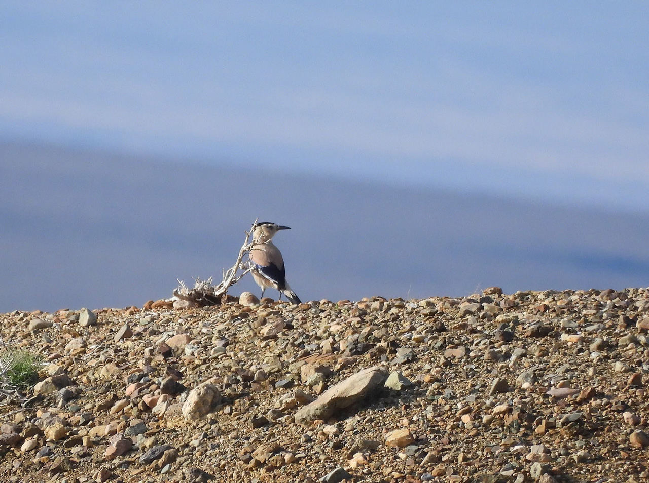 Mongolian Ground Jay