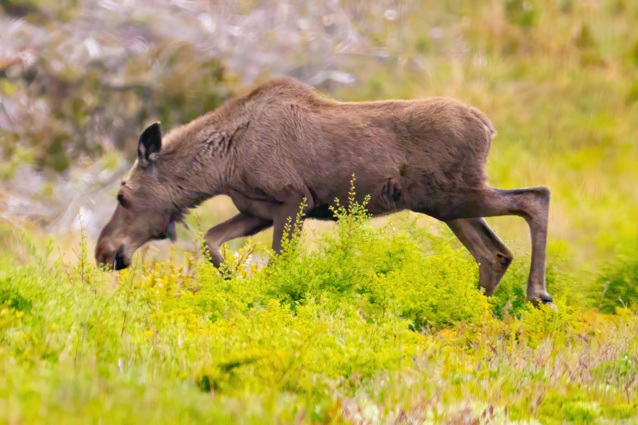 Moose