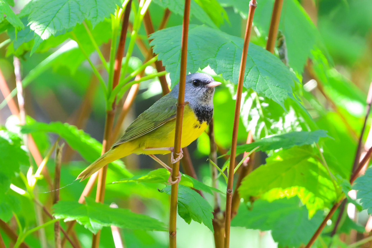 Mourning Warbler