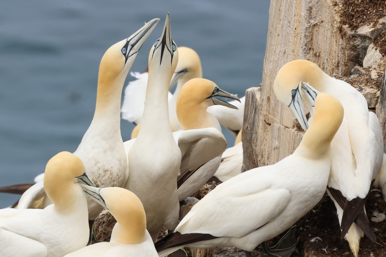 Northern Gannets