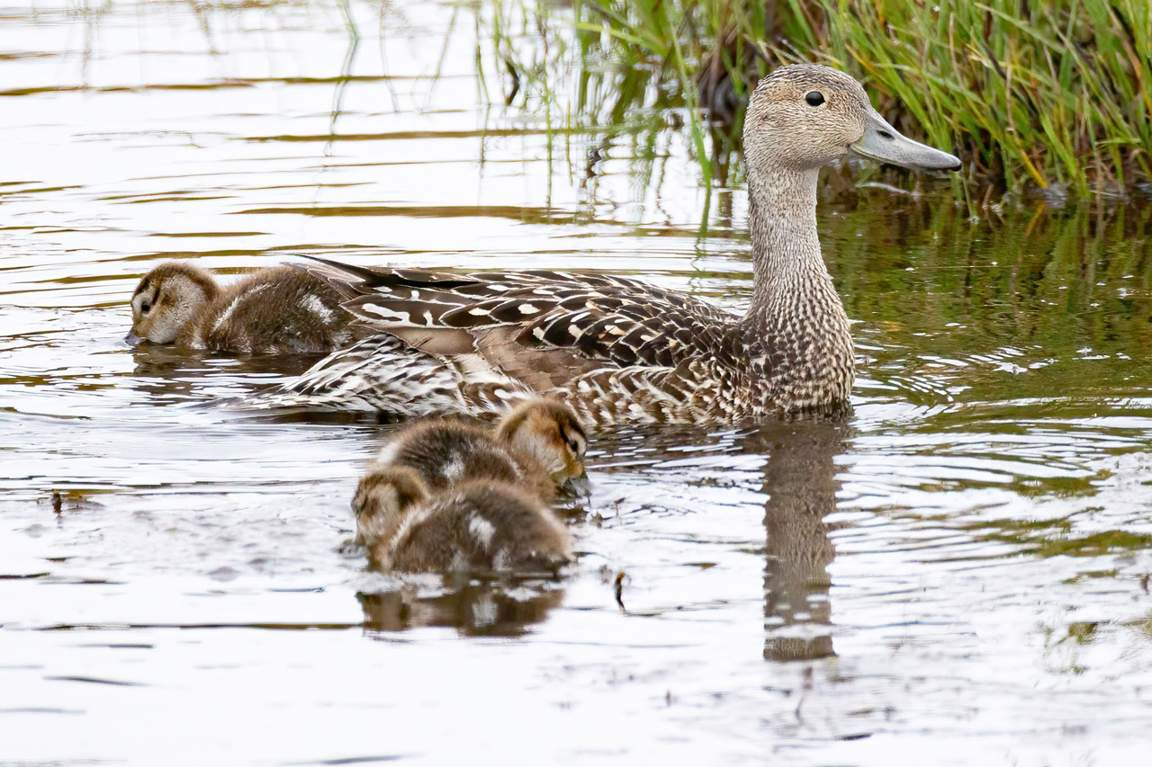 Northern Pintail Family