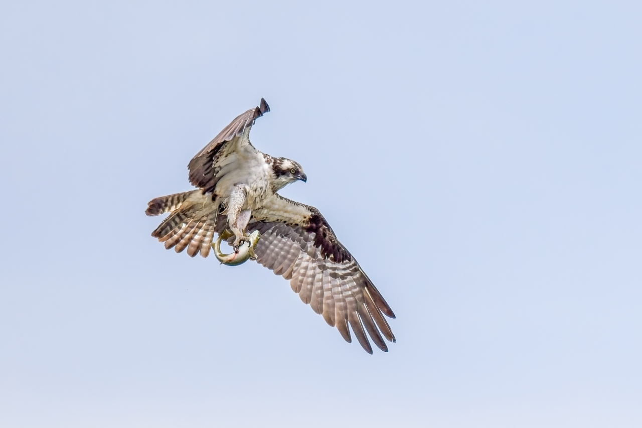Osprey