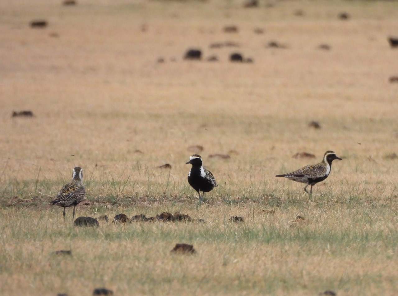 Pacific Golden Plover