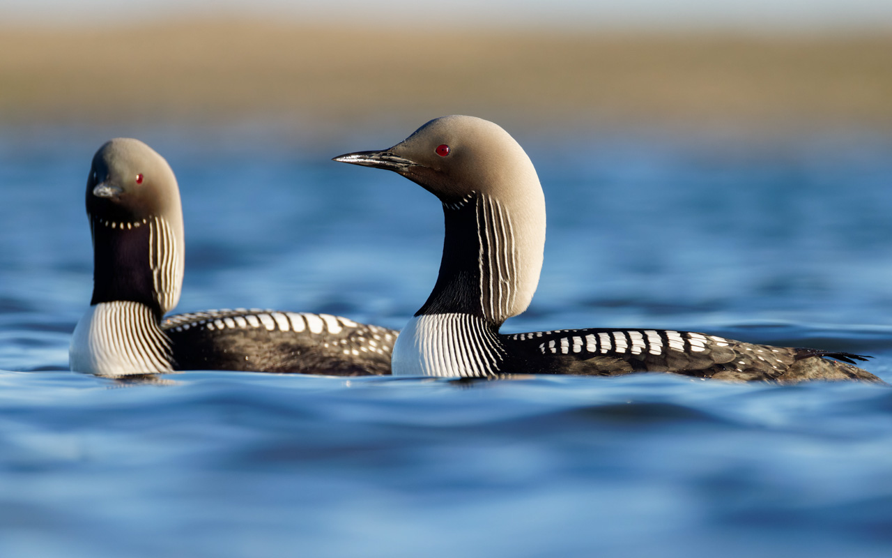 Pacific Loons