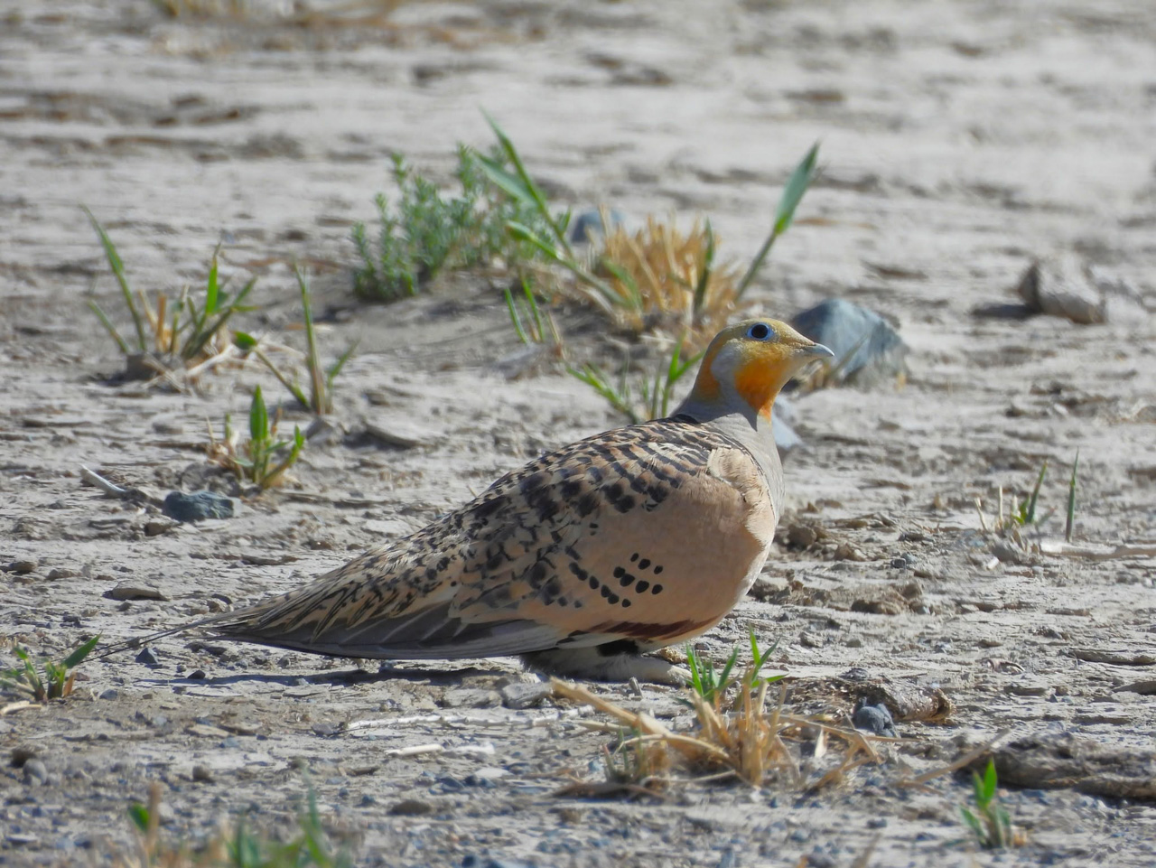 Palla's Sandgrouse