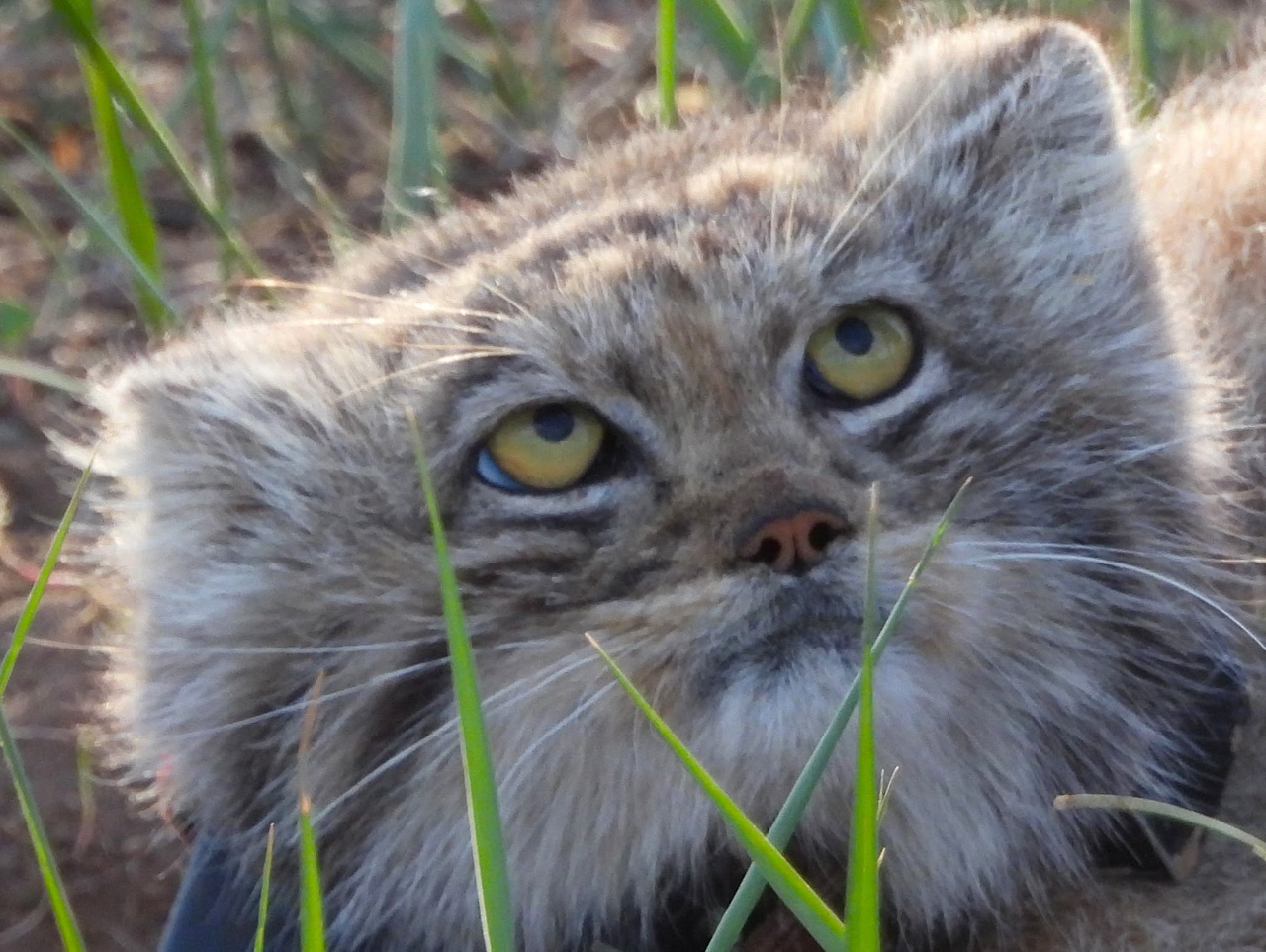 Pallas's Cat