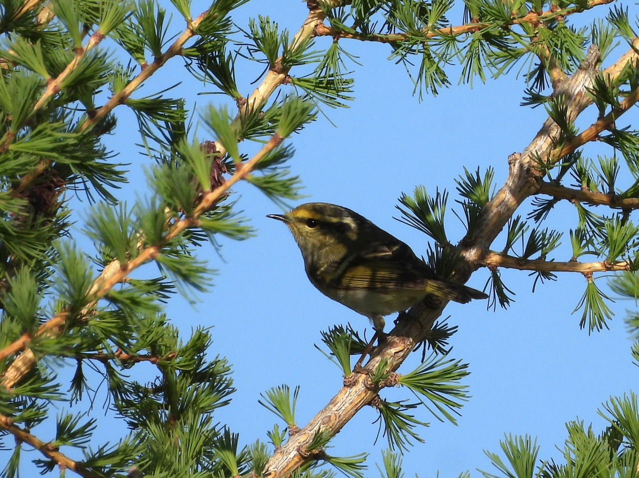 Pallas's Leaf Warbler