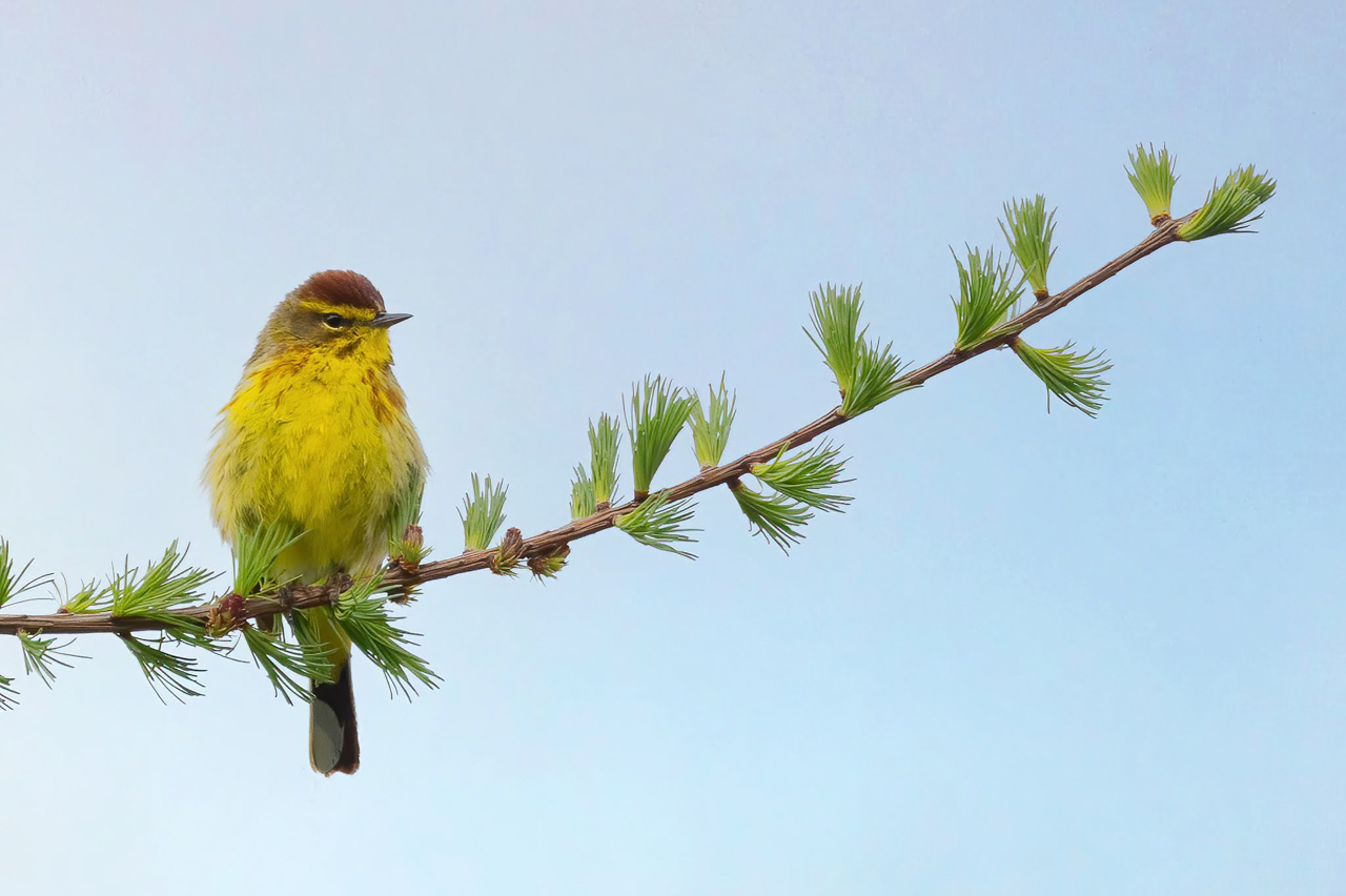 Palm Warbler