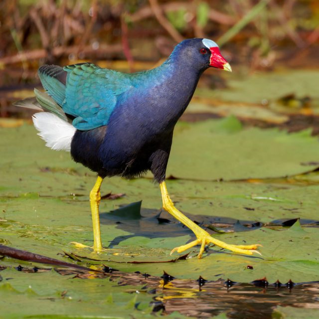 Purple Gallinule