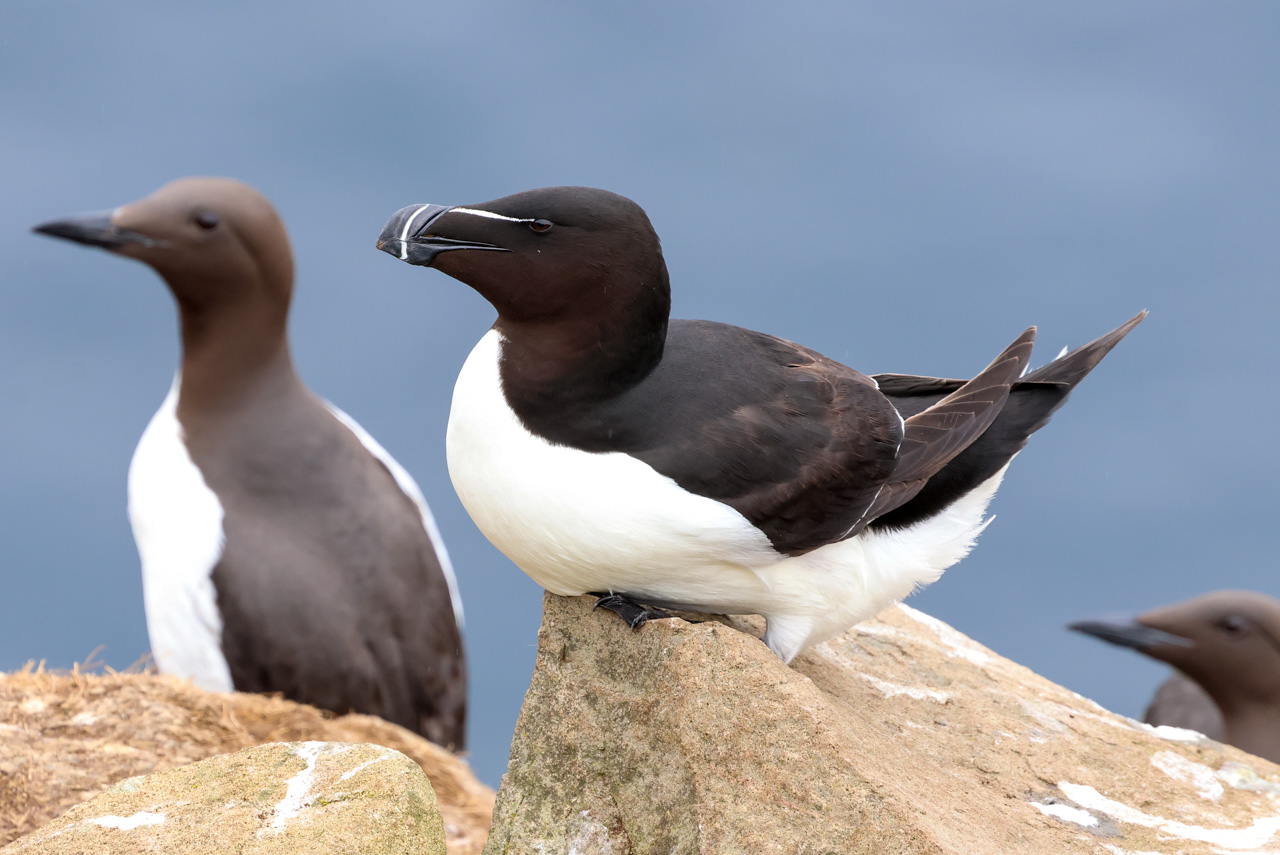 Razorbill