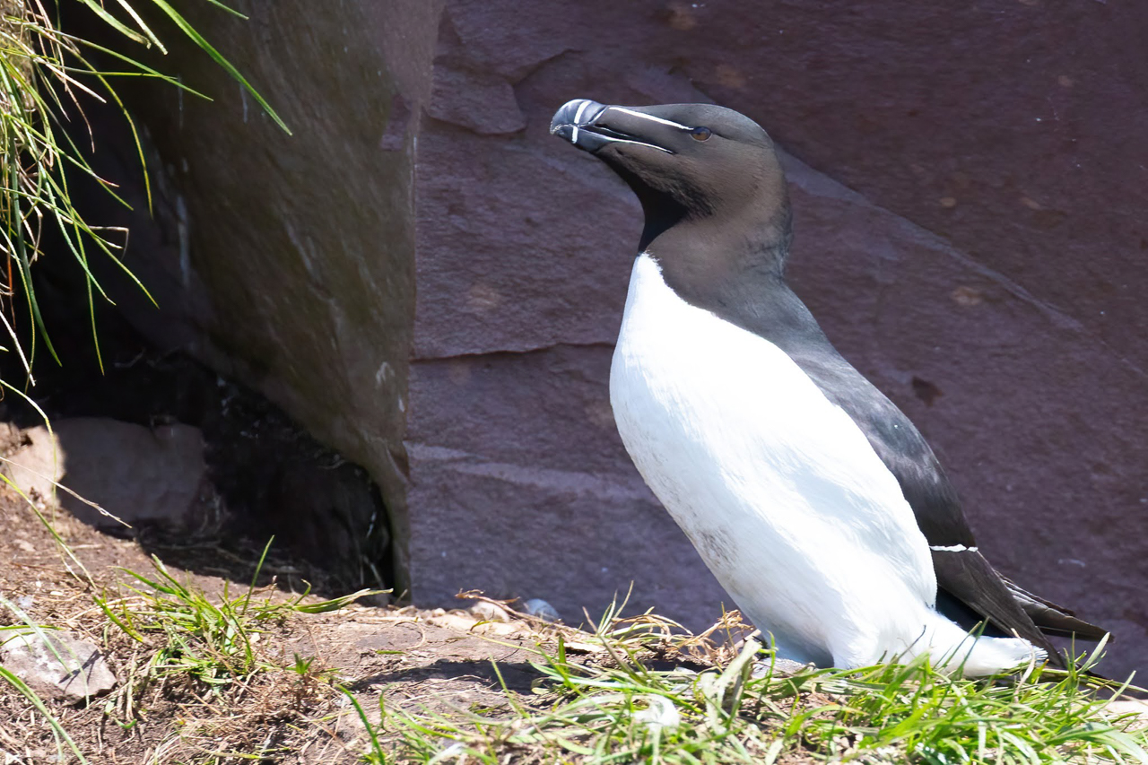 Razorbill